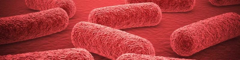 Close up shot of bacteria