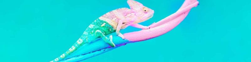 chameleon changing colour