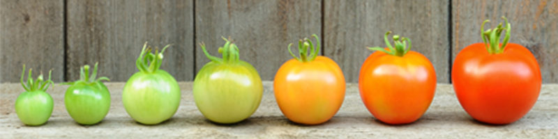tomatoes ripening in front of fence