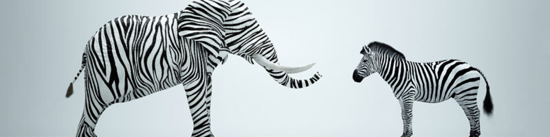zebra elephant and zebra
