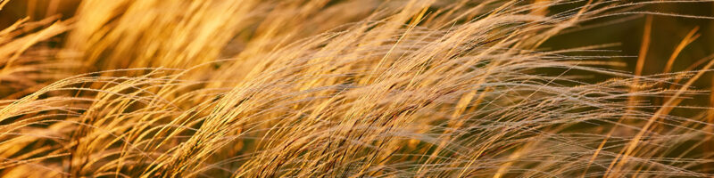long grass image