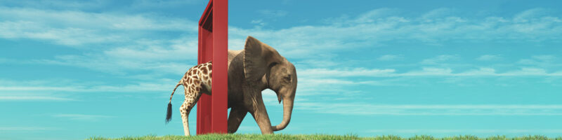 giraffe elephant