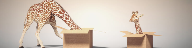 giraffe in a box